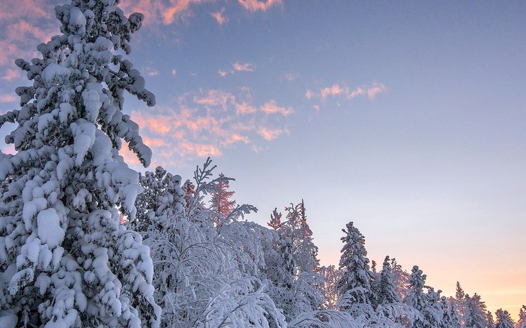 White Winter Tree Windows 11/10 Theme - themepack.me