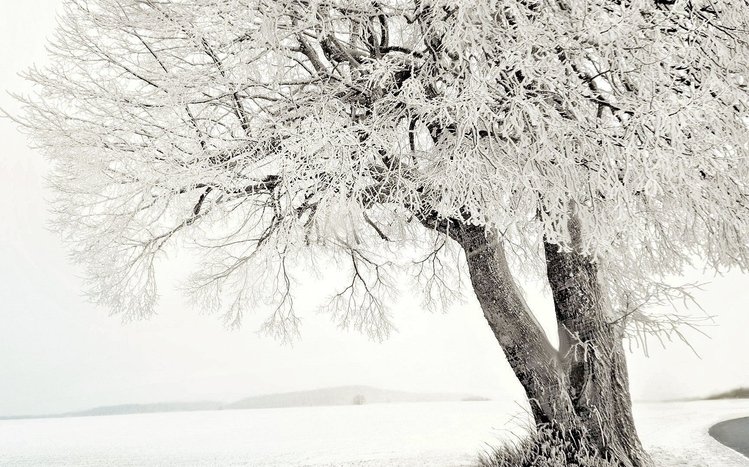 White Winter Tree Windows 11/10 Theme - themepack.me