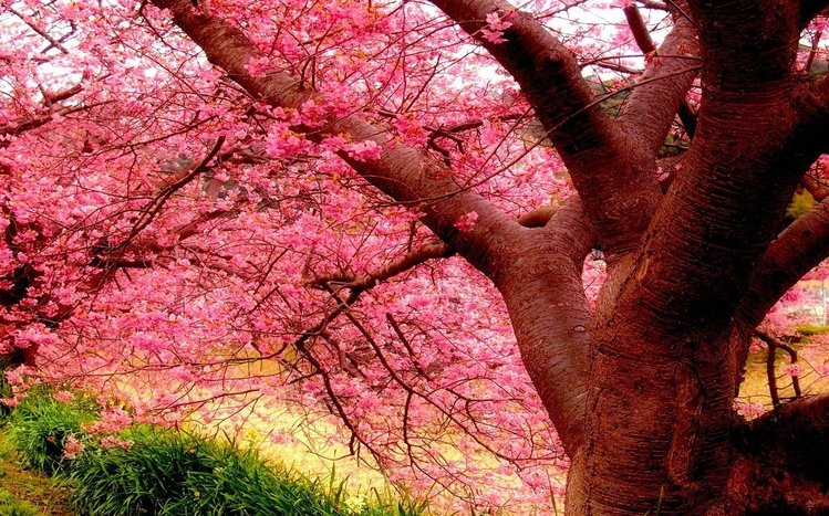 Sakura Theme screenshot #7