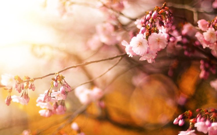 Sakura Theme screenshot #5