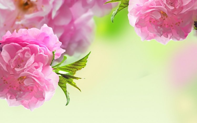 Sakura Theme screenshot #1