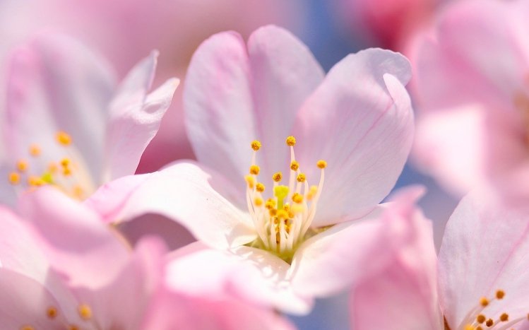 Sakura Theme screenshot #9