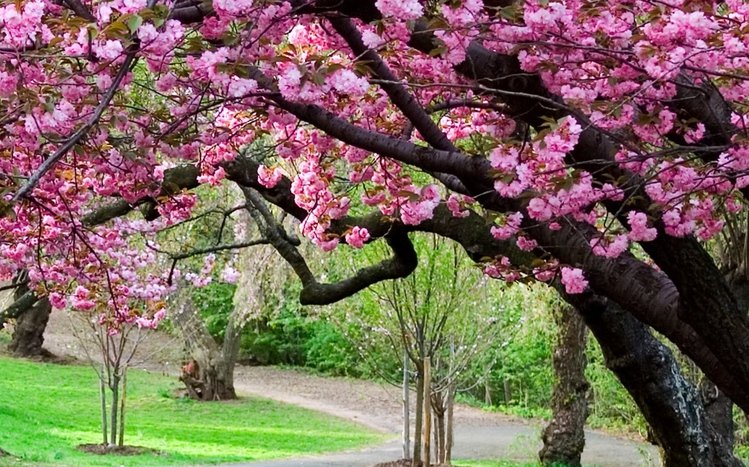 Sakura Theme screenshot #4