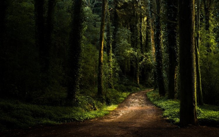 Dark Trees Theme screenshot #11