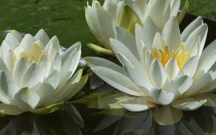 Water Lily Theme screenshot #10