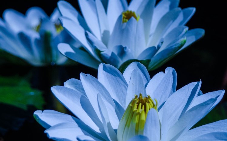 Water Lily Theme screenshot #8