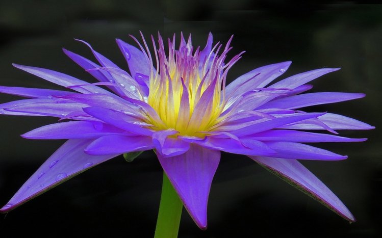 Water Lily Theme screenshot #12
