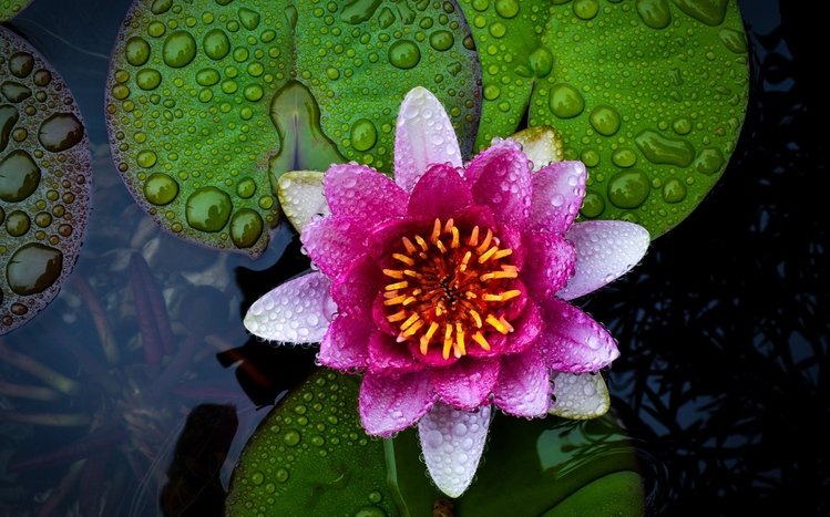 Water Lily Theme screenshot #14