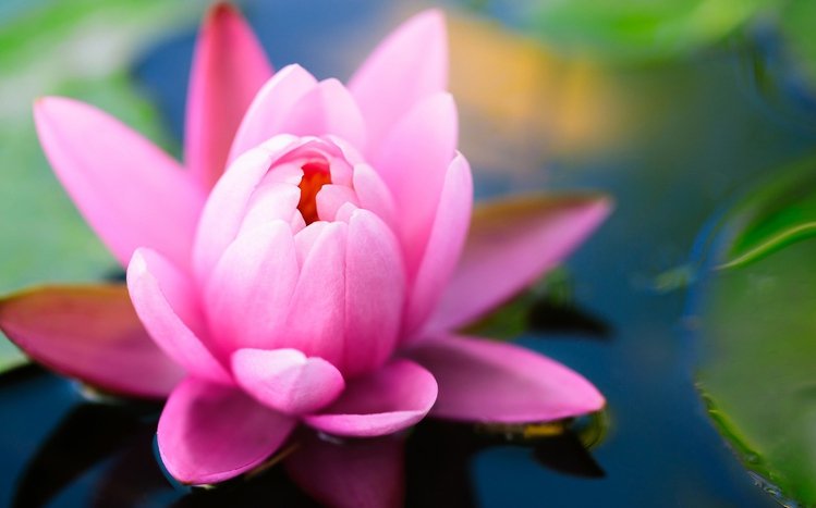 Water Lily Theme screenshot #7