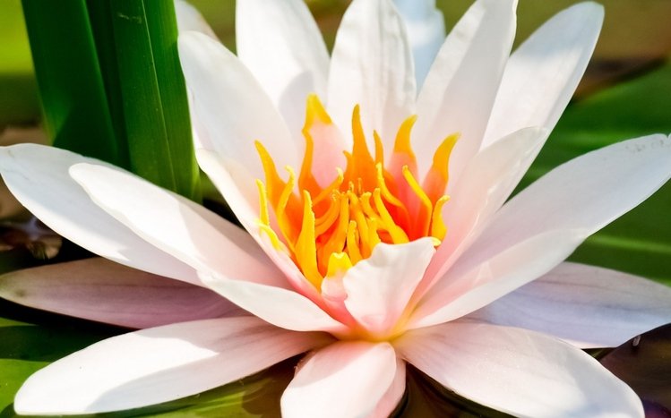 Water Lily Theme screenshot #4