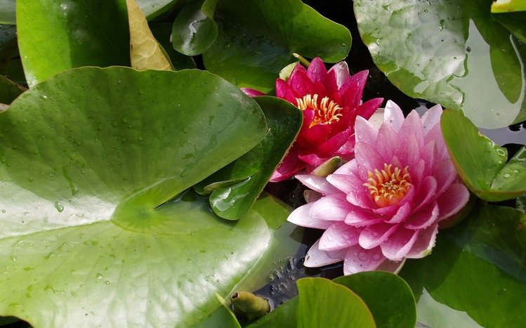 Water Lily Theme screenshot #13