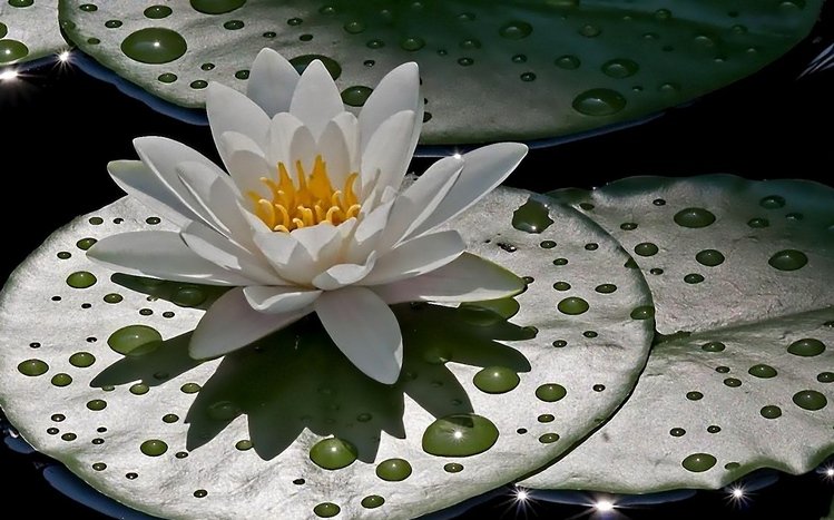 Water Lily Theme screenshot #5