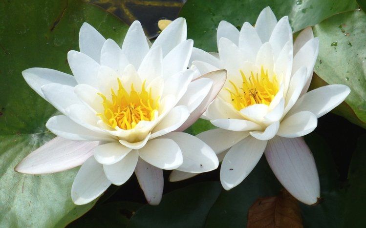 Water Lily Theme screenshot #6