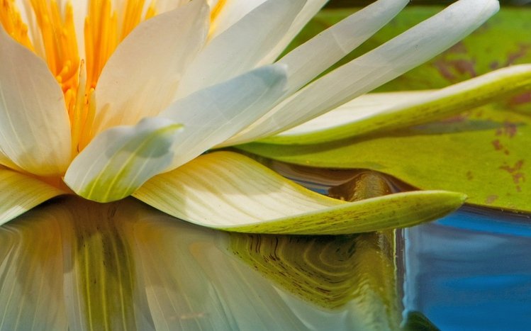 Water Lily Theme screenshot #11