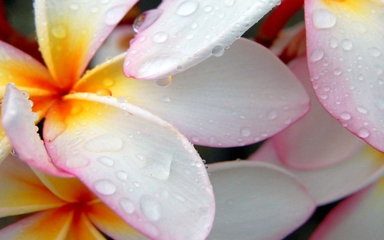 Frangipani Theme screenshot #5