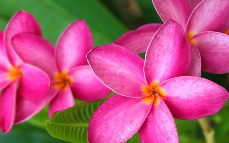 Frangipani Theme screenshot #3