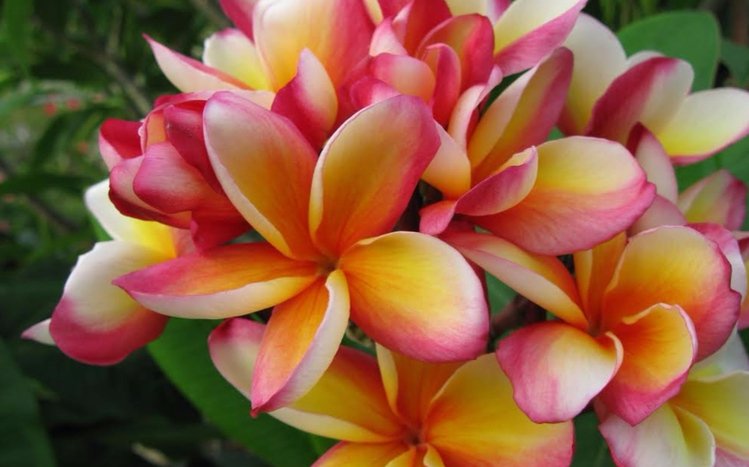 Frangipani Theme screenshot #14