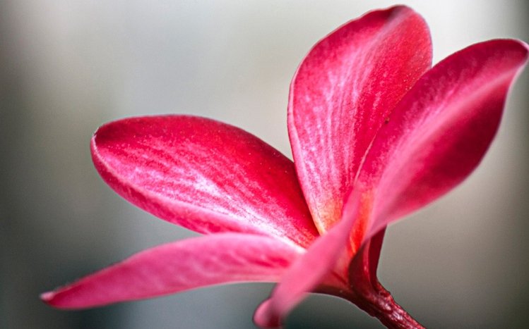 Frangipani Theme screenshot #11