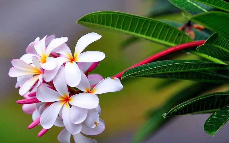 Frangipani Theme screenshot #2