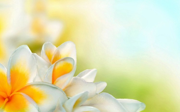 Frangipani Theme screenshot #1