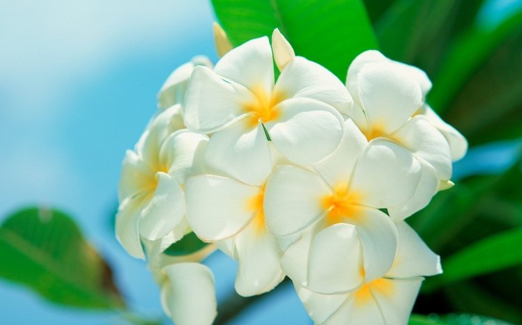 Frangipani Theme screenshot #4