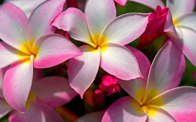 Frangipani Theme screenshot #12