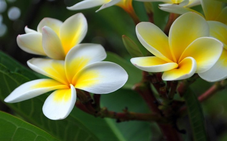 Frangipani Theme screenshot #13