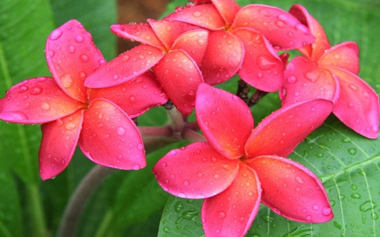 Frangipani Theme screenshot #18