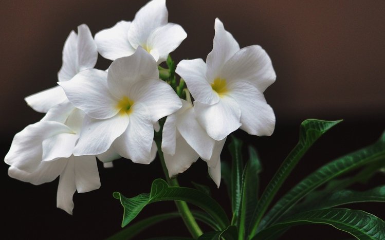 Frangipani Theme screenshot #10