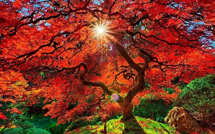 Autumn in Japan Theme screenshot #3