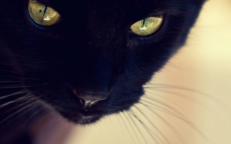 Black Cats Windows 11/10 Theme - themepack.me