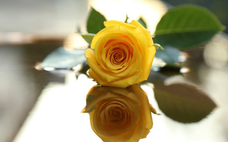 Yellow Flowers Theme screenshot #9