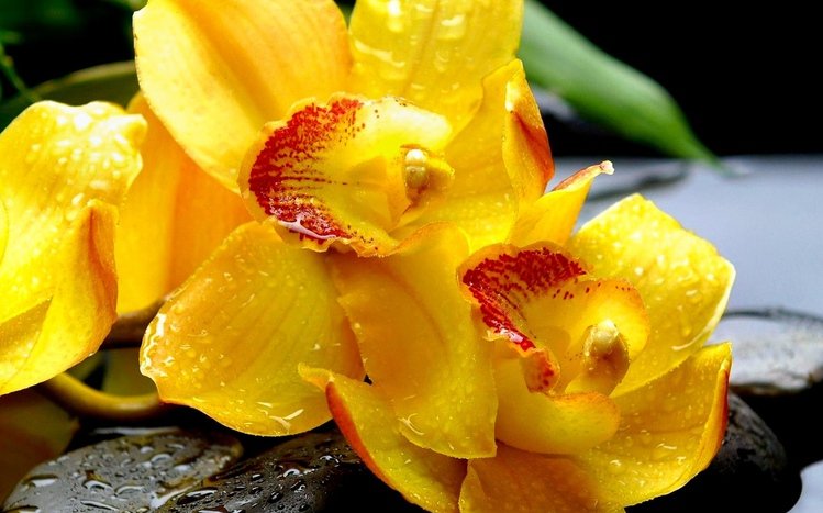 Yellow Flowers Theme screenshot #3