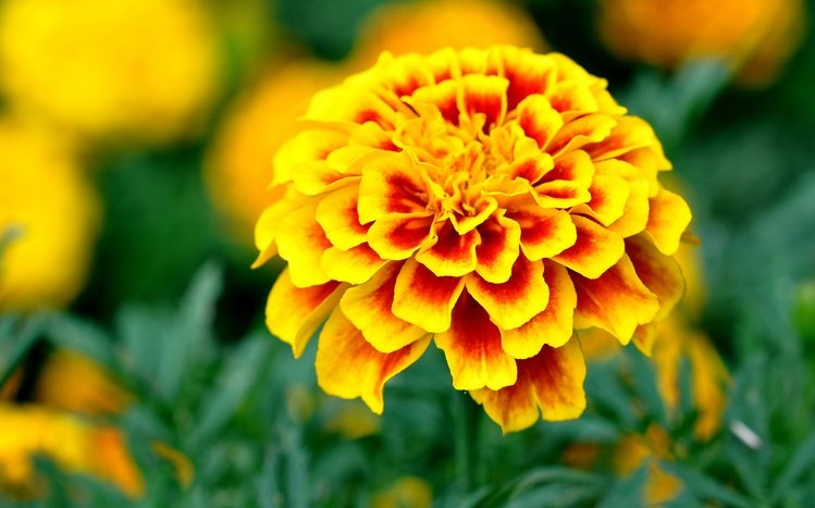 Yellow Flowers Theme screenshot #14