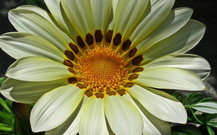 Black Flowers Theme screenshot #9