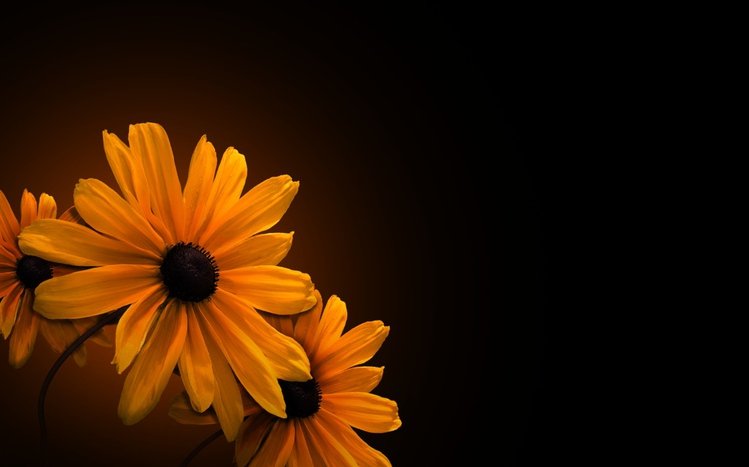 Black Flowers Theme screenshot #6