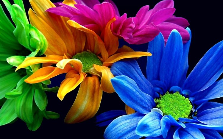 Black Flowers Theme screenshot #8