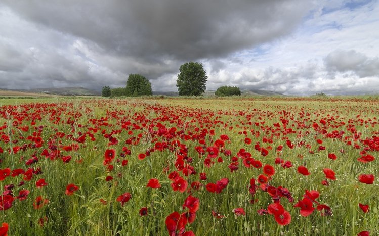 Summer Flowers Theme screenshot #2