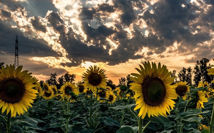 Summer Flowers Theme screenshot #7