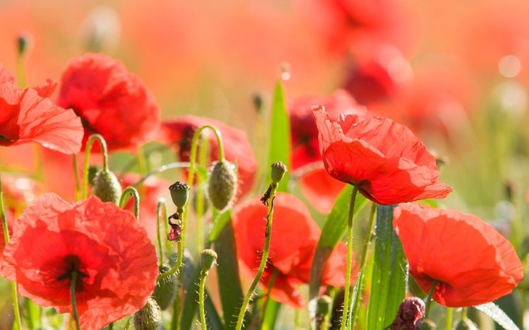 Summer Flowers Theme screenshot #11