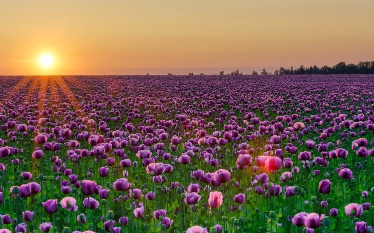 Summer Flowers Theme screenshot #12