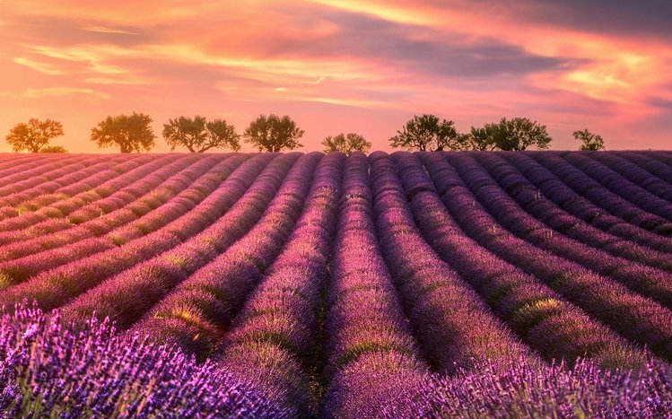 Summer Flowers Theme screenshot #6