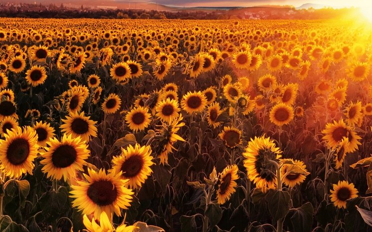 Summer Flowers Theme screenshot #14