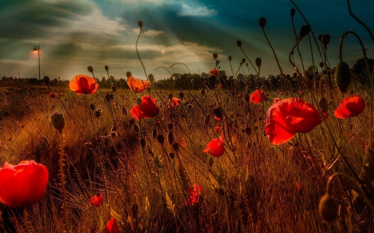 Summer Flowers Theme screenshot #1