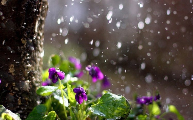 Rain in Forest Theme screenshot #8