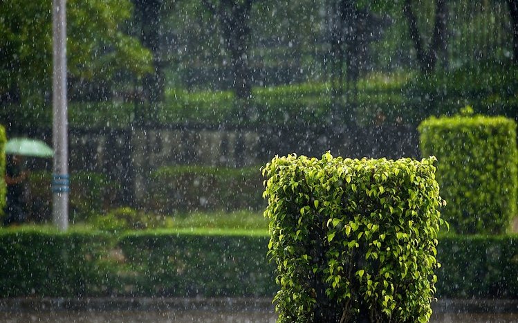 Rain in Forest Theme screenshot #7