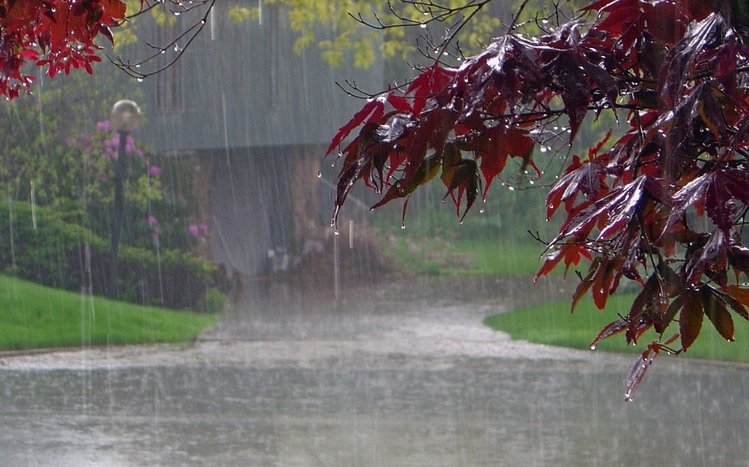 Rain in Forest Theme screenshot #4