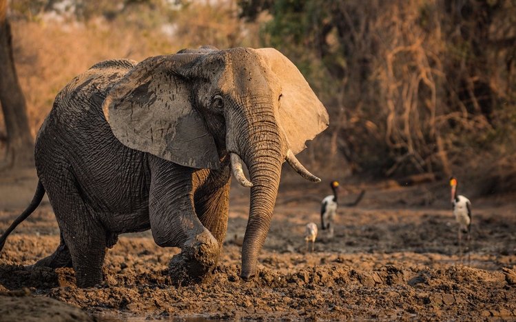 Africa  Theme screenshot #2