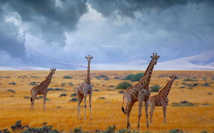 Africa  Theme screenshot #10