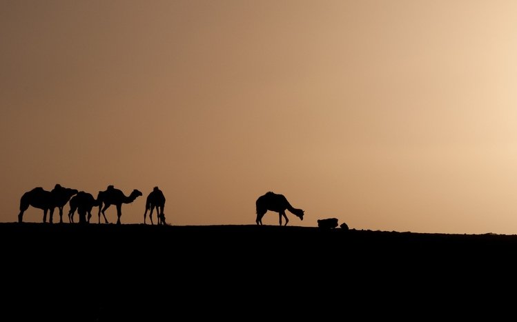 Africa  Theme screenshot #3